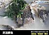 浓汤鲫鱼的做法