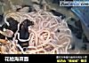 花蛤海菜面的做法