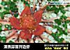 清蒸蒜蓉开边虾的做法