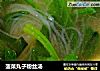 菠菜丸子粉丝汤的做法
