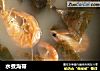 水煮海带的做法
