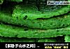 翡翠卷饼的做法