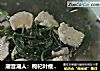 潮音潮人：枸杞叶瘦肉汤的做法