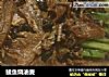 鲮鱼烧油麦的做法