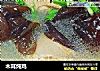 木耳炖鸡的做法