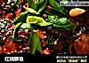红烧鲫鱼的做法