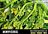 油渣炒白菜花的做法