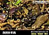 孜然炒羊肉的做法