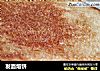 发面烙饼的做法