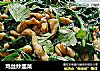 鸡丝炒韭菜的做法