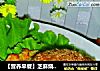 【营养早餐】芝麻烧饼剁椒鸡蛋夹饼的做法