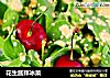 花生酱拌冰菜的做法