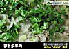萝卜汆羊肉的做法