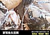 家常鱼头豆腐的做法