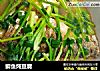 鲫鱼炖豆腐的做法