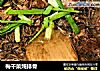 梅干菜炖排骨的做法