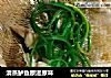 清蒸鲈鱼原滋原味的做法