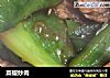 菜椒炒肉的做法