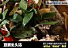 豆腐鱼头汤的做法