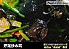 芹菜炒木耳的做法