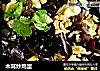木耳炒鸡蛋的做法
