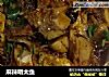 麻辣明太鱼的做法
