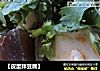 【皮蛋拌豆腐】的做法