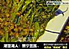 潮音潮人：普宁豆酱炒空心菜的做法