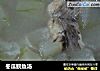 冬瓜鲩鱼汤的做法