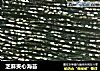 芝麻夹心海苔的做法