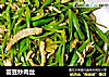 芸豆炒肉丝的做法