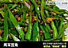 肉末豆角的做法