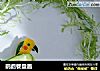 鹦鹉餐盘画的做法