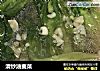 清炒油麦菜的做法