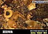 豆豉焖鱼的做法