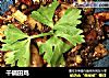 干锅田鸡的做法