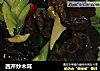 西芹炒木耳的做法