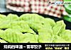 妈妈的味道～翡翠饺子的做法