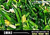 【徽菜】——————韭菜虾皮炒鸡蛋的做法