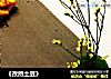 《孜然土豆》的做法