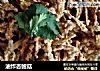 油炸杏鲍菇的做法