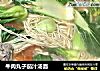 牛肉丸子茄汁汤面的做法