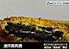 油炸奥利奥的做法