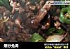 爆炒兔肉的做法