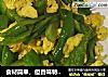 食材简单，但香味特别～尖椒炒鸡蛋的做法