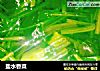 盐水香菜的做法