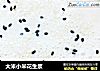 大米小米花生浆的做法