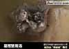葛根猪骨汤的做法