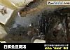 白鲫鱼豆腐汤的做法