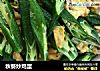 秋葵炒鸡蛋的做法